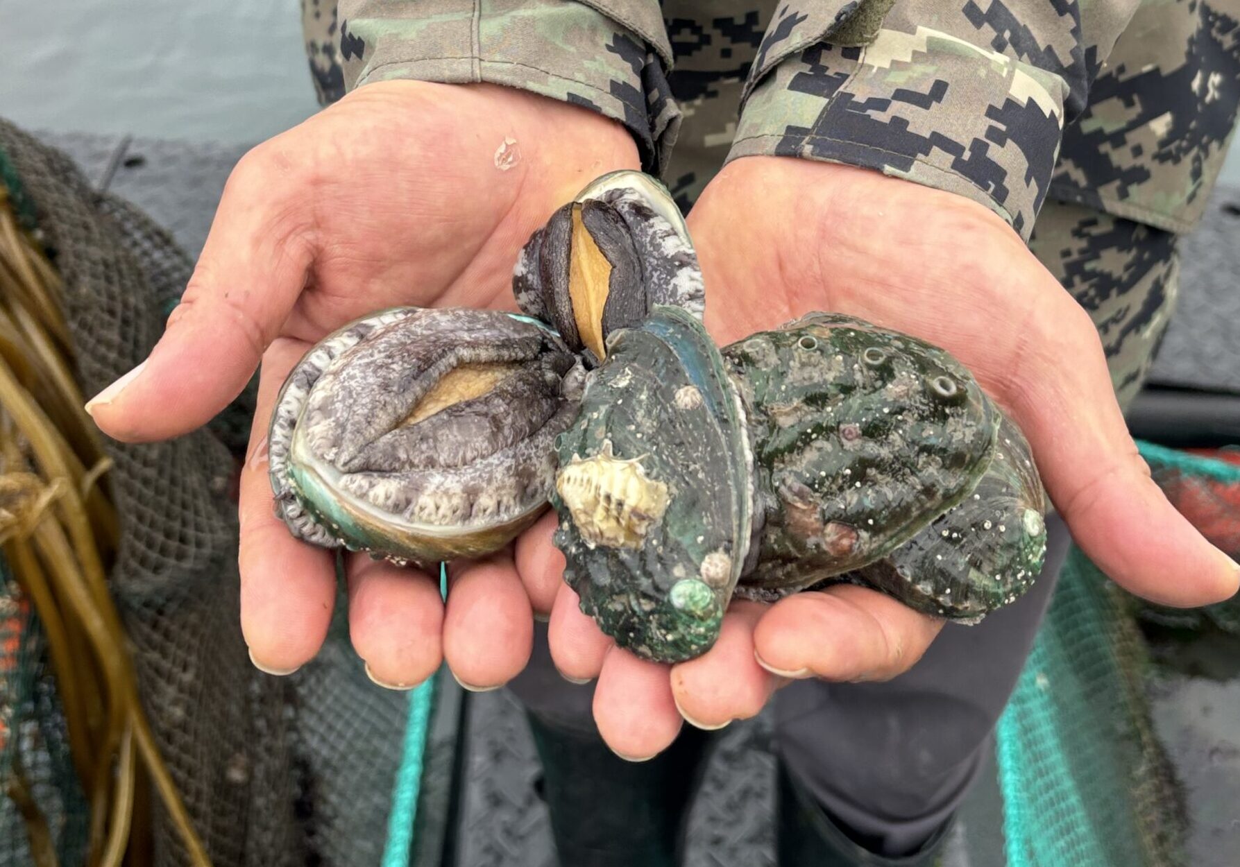 Partner With Us: Leading the Future of AI-Powered Abalone Farming in Oman