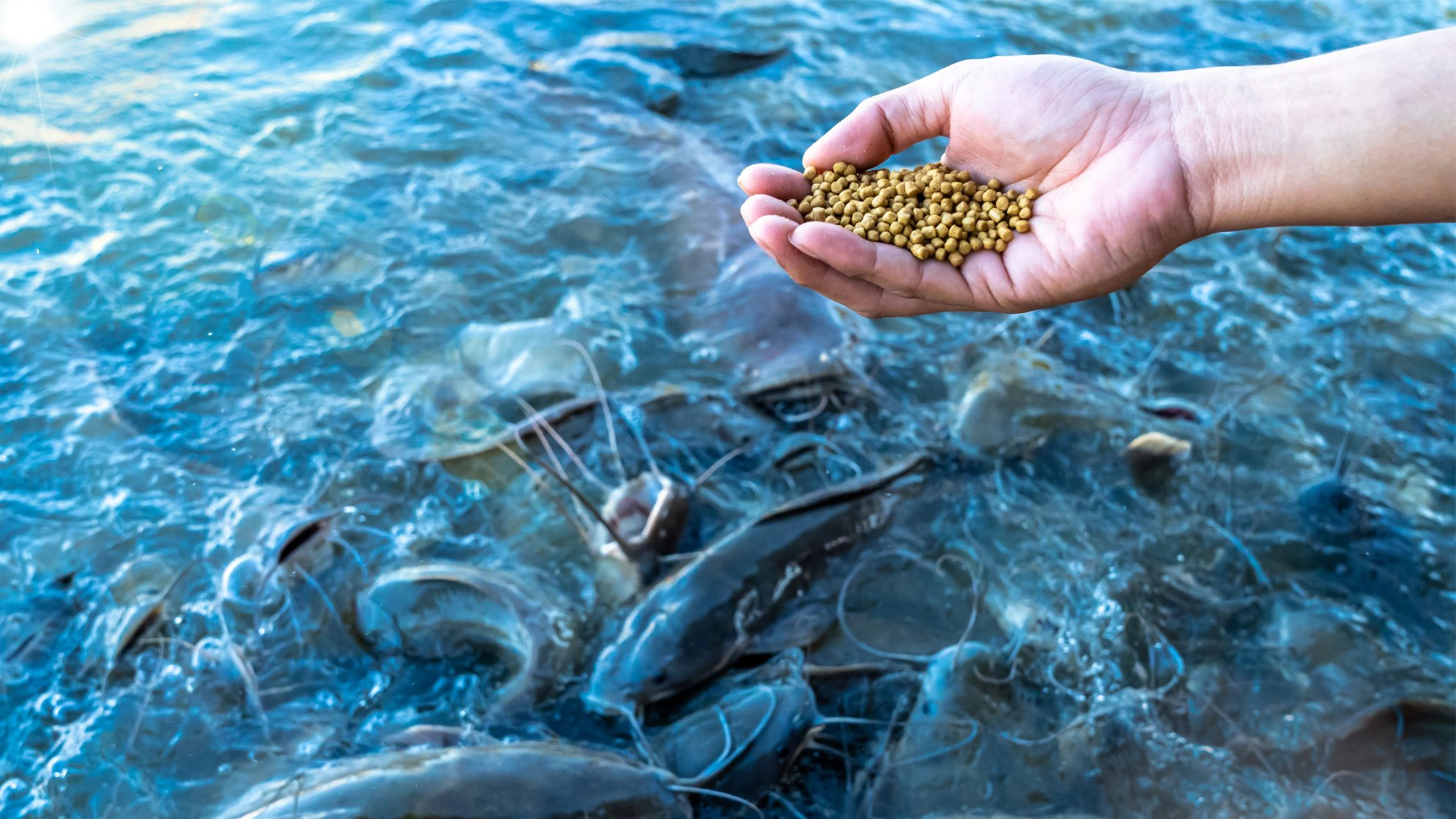 Building Oman’s Sustainable Aquafeed Future: A High-Value Investment Opportunity Enabled by Engine AI