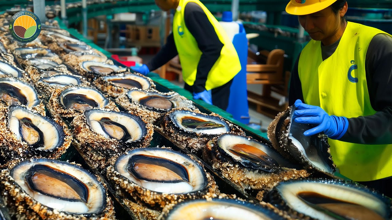 Partner With Us: Leading the Future of AI-Powered Abalone Farming in Oman